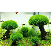 Load image into Gallery viewer, Aquarium Aquascaping Wood Plant Feshwaster Bonsai Driftwood
