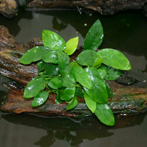 10 Species Live Aquarium Plant Bundle Aquascaping for Beginner