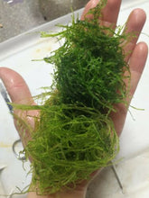 Load image into Gallery viewer, Vesicularia Ferriei Weeping Moss Aquascaping Aquarium Plants
