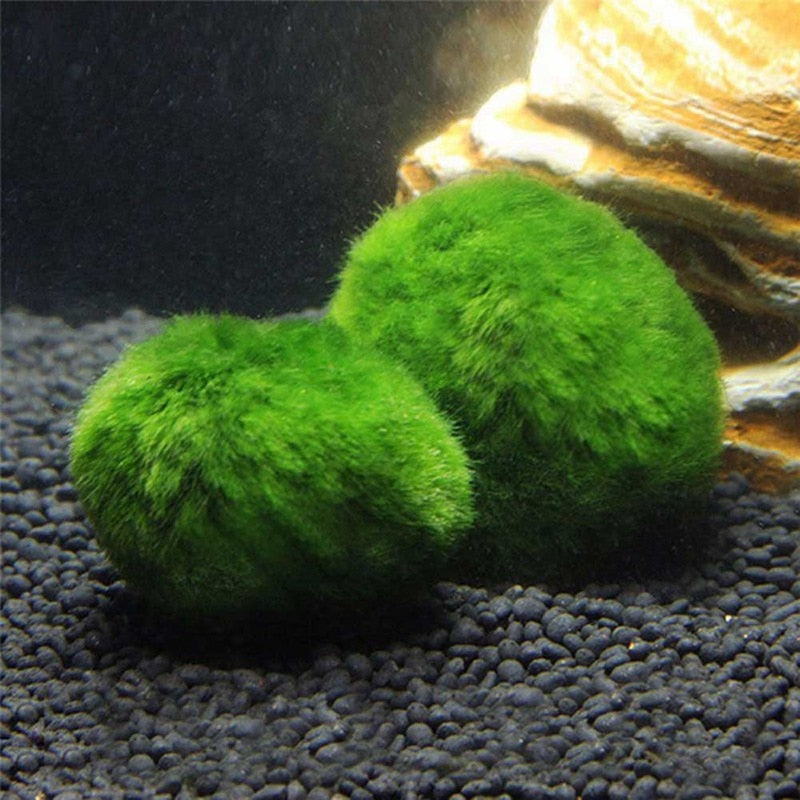 Live Java Moss Ball for Aquarium Aquatic Plants | SALE