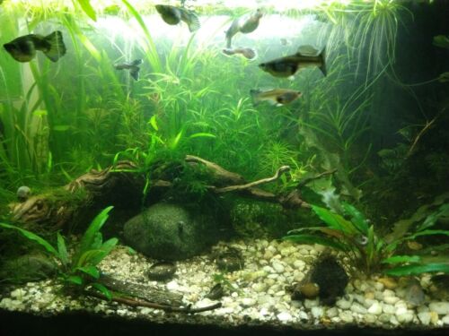 10 Best Aquatic Plants - Freshwater Aquarium Plants