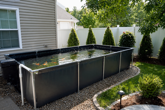 How to Start a Backyard Aquaculture System for Beginners