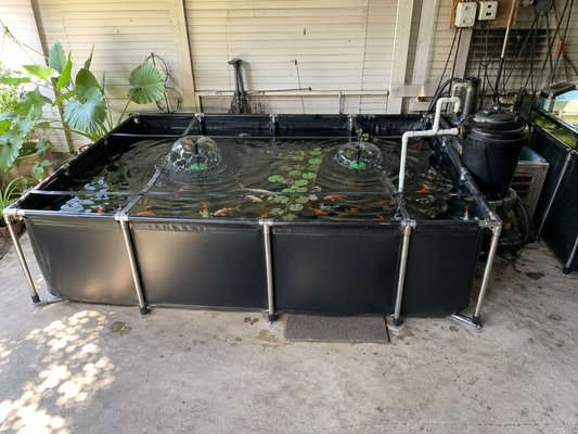 Best Pond Setup for Koi, Goldfish, Tilapia, and Breeding Projects