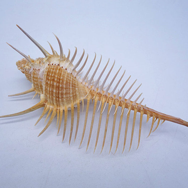 Conch Shell Aquarium Decoration