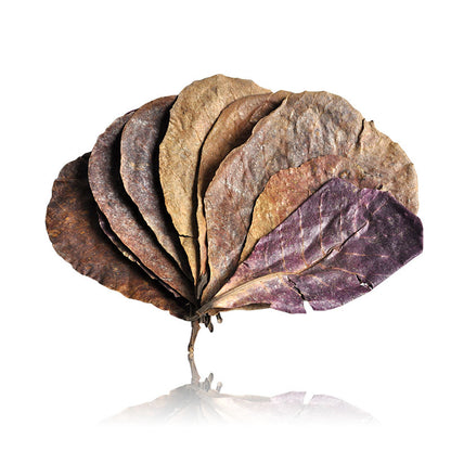 Olive Leaf for Aquarium Use