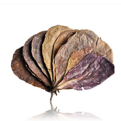 Olive Leaf for Aquarium Use