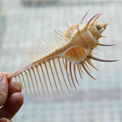 Conch Shell Aquarium Decoration