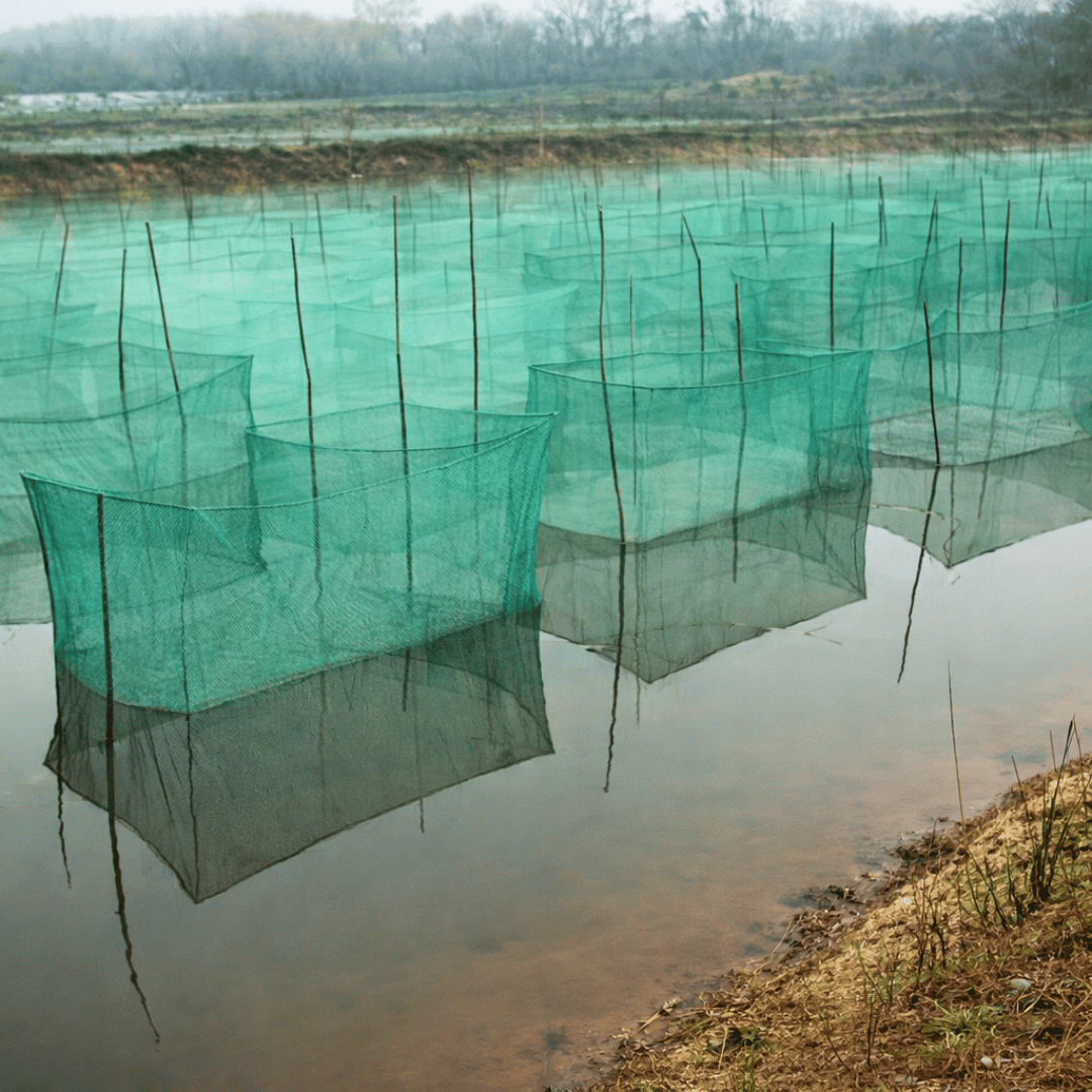 aqua culture aquarium breeder fish net Netting Mesh for Fish Pond, Garden, Poultry, and Aquaculture – MK Aquarium Store