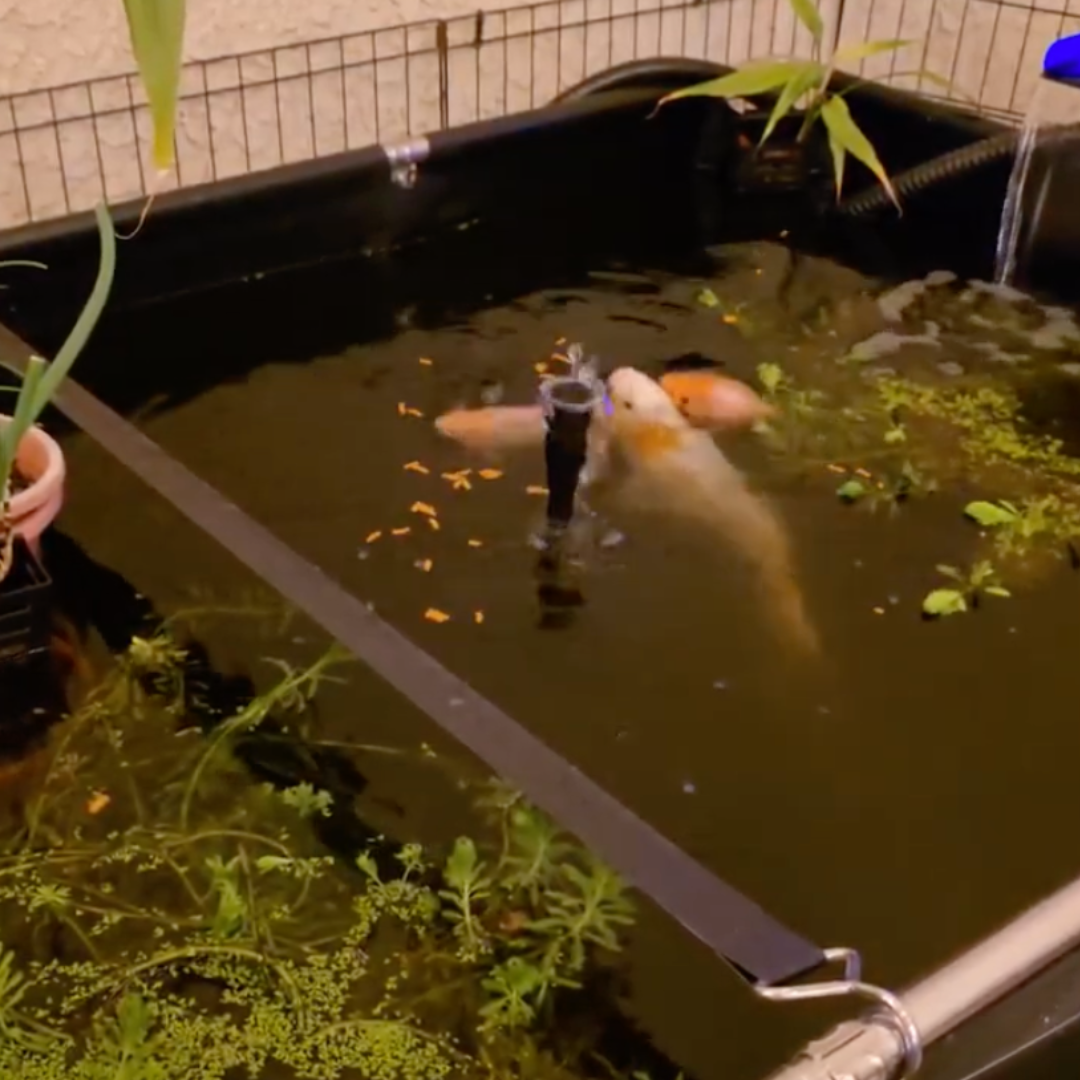 MK 160 Gallon Heavy-Duty Above Ground Fish Pond, Aquaculture & Fish Breeding Tank, Large Aquarium (59.1 x 25.6 x 23.6 in)