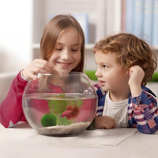 Aquascaping Live Marimo Moss Ball Plants