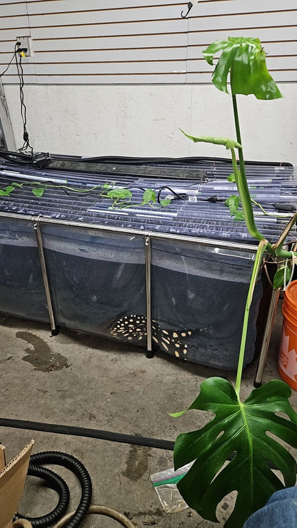 MK 75 Gallon Heavy-Duty Above Ground Fish Pond, Aquaculture & Fish Breeding Tank, Large Aquarium (39.4 x 31.5 x 13.8 in)