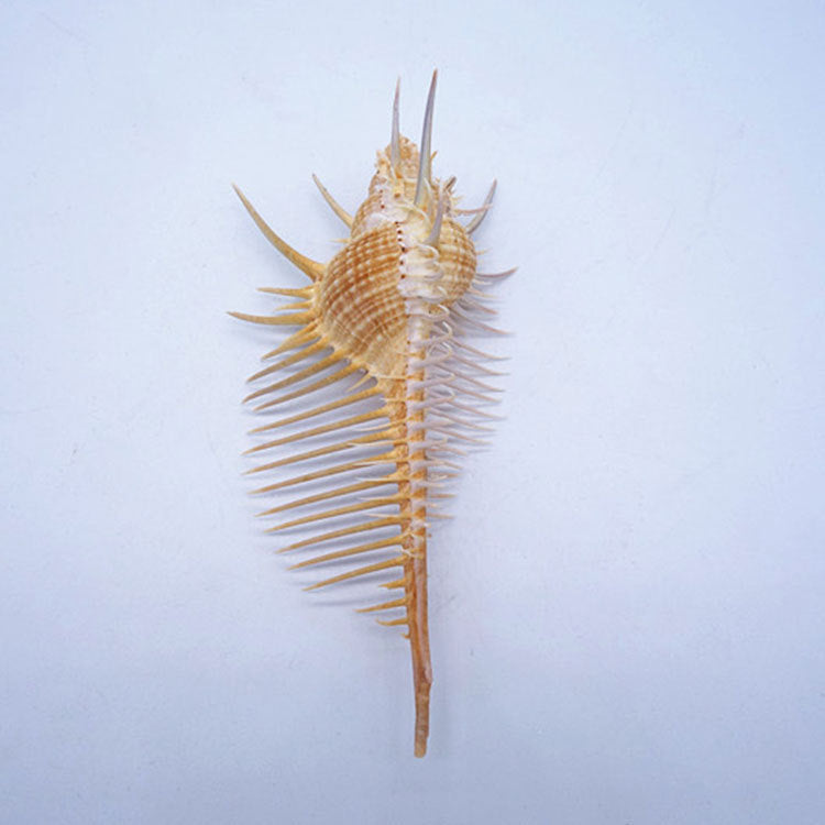 Conch Shell Aquarium Decoration