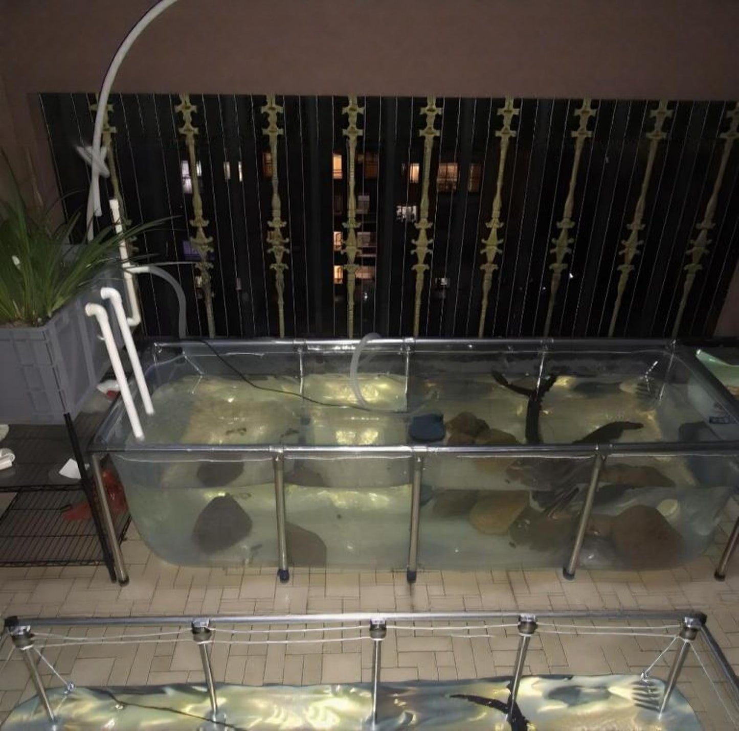 75-500 Gallons Clear Portable Koi Show Tank | Ideal for Breeding, Aquaponics, and Aquaculture