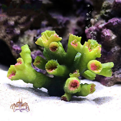 Resin Coral Reef Aquarium Ornament – Vibrant Coral Decor for Fish Tanks & Home Aquascapes