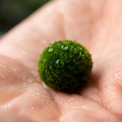 Aquascaping Live Marimo Moss Ball Plants