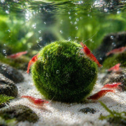 Aquascaping Live Marimo Moss Ball Plants