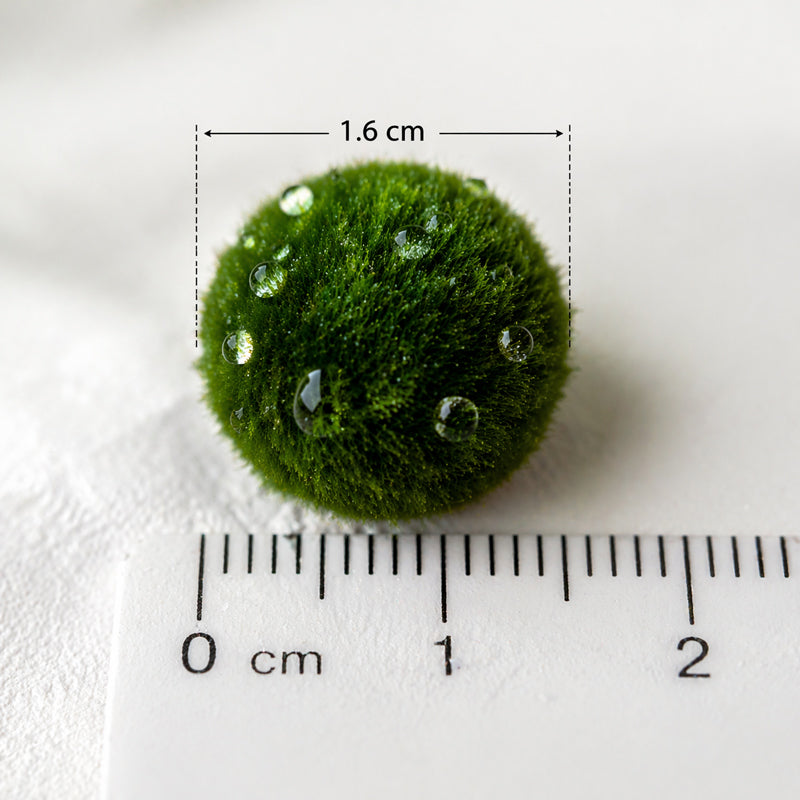 Aquascaping Live Marimo Moss Ball Plants