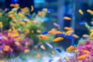 NEW Unique Mini Fish Bowls Aquarium  MKAquariumstore – MK Aquarium Store