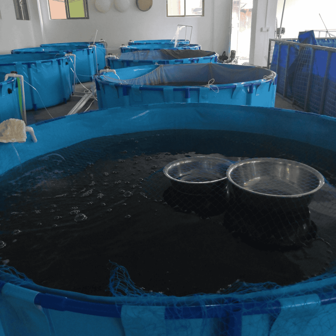 3300 Gallons Round Aquaculture Aquaponic Breeding Fish Farms Aquarium Pond Fish Tank