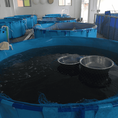 3300 Gallons Round Aquaculture Aquaponic Breeding Fish Farms Aquarium Pond Fish Tank