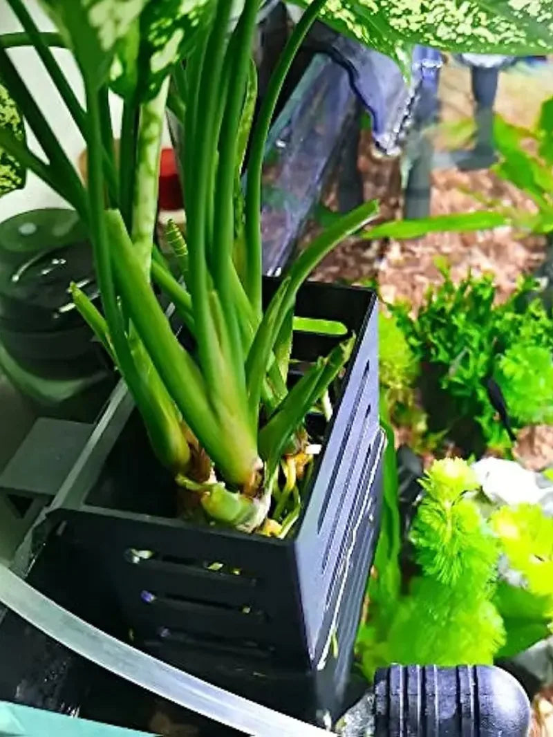 Aquarium Plant Stand & Storage Basket – Adsorbable Hydroponic Holder for Fish Tanks (12.9×8×5.4cm)
