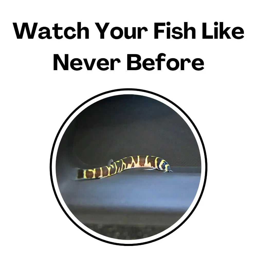 Multifunctional Aquarium Under-Gravel Tunnel Cave – Natural Curve Viewing Tunnel & Hiding Spot for Plecos, Shrimp, Bettas, Loaches & Catfish