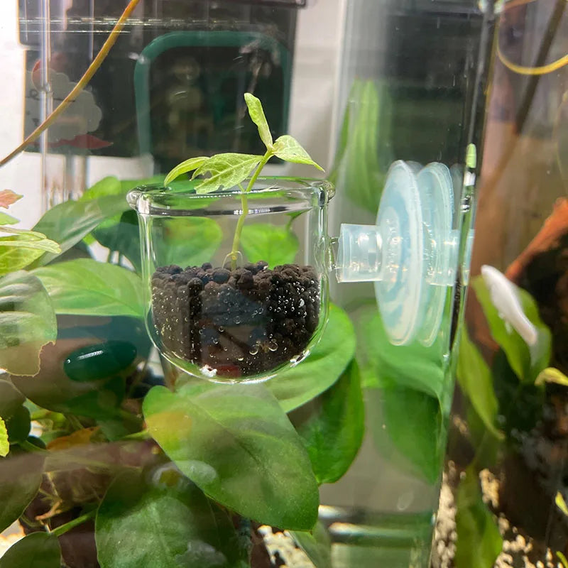 Acrylic Hanging Aquarium Planting and Feeding Cup