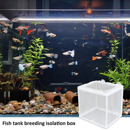 Aquarium Fish Breeder Box with Mesh Isolation and Suction Cup Mount