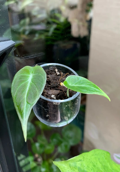 Acrylic Hanging Aquarium Planting and Feeding Cup