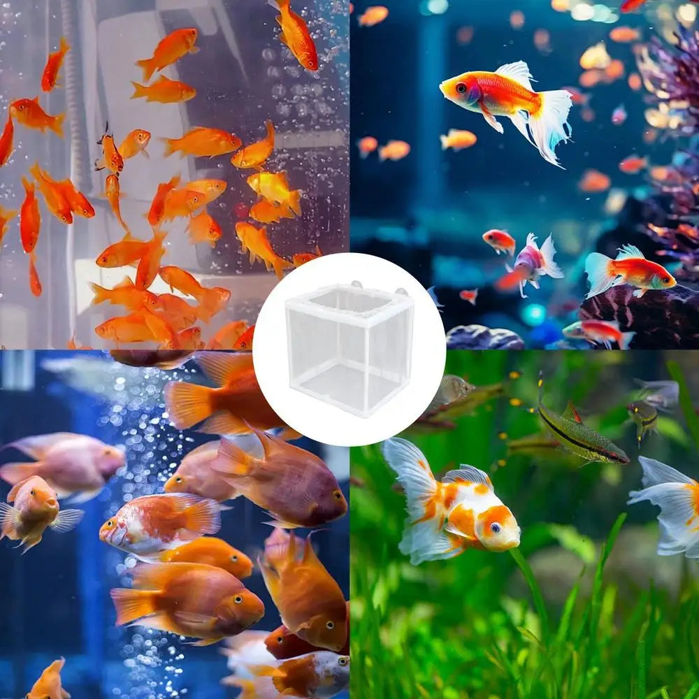 Aquarium Fish Breeder Box with Mesh Isolation and Suction Cup Mount