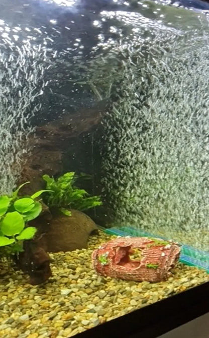 Aquarium Air Stone Bubble Bar – 4 to 16 Inch Oxygen Diffuser (1pc or 2pcs)