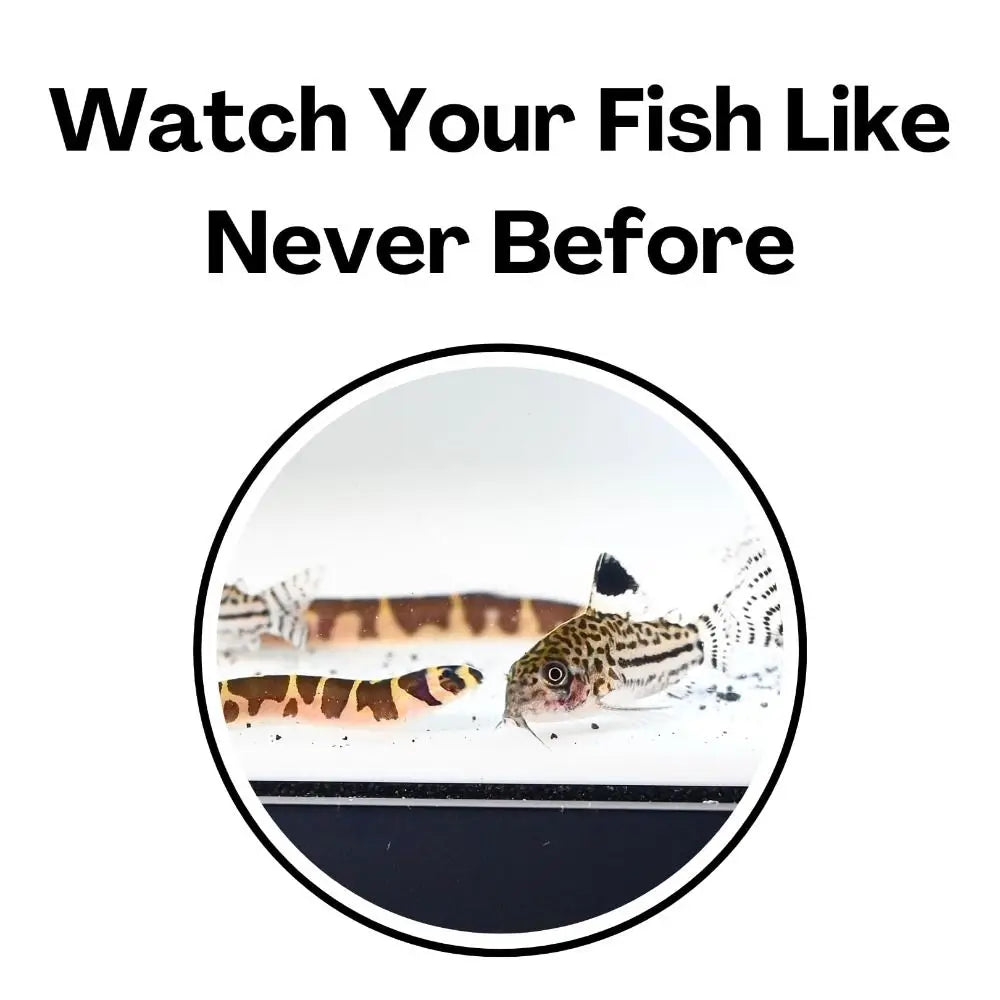 Multifunctional Aquarium Under-Gravel Tunnel Cave – Natural Curve Viewing Tunnel & Hiding Spot for Plecos, Shrimp, Bettas, Loaches & Catfish