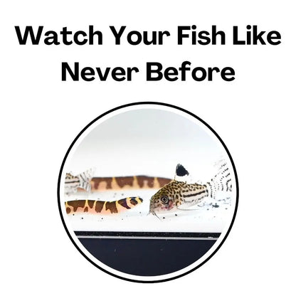 Multifunctional Aquarium Under-Gravel Tunnel Cave – Natural Curve Viewing Tunnel & Hiding Spot for Plecos, Shrimp, Bettas, Loaches & Catfish