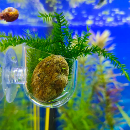 Acrylic Hanging Aquarium Planting and Feeding Cup