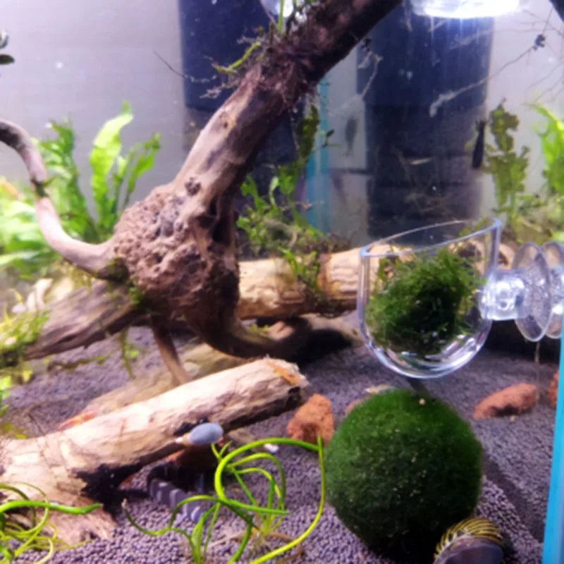 Acrylic Hanging Aquarium Planting and Feeding Cup