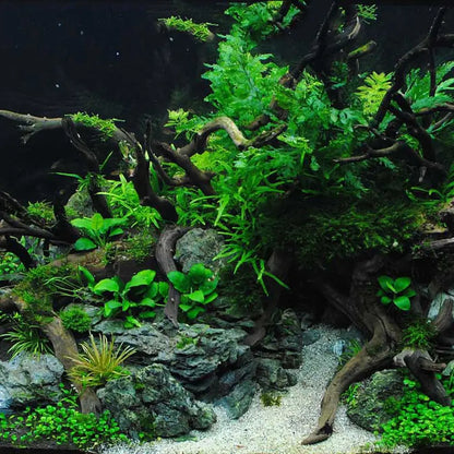 Natural Wood Aquarium Driftwood 8–20cm