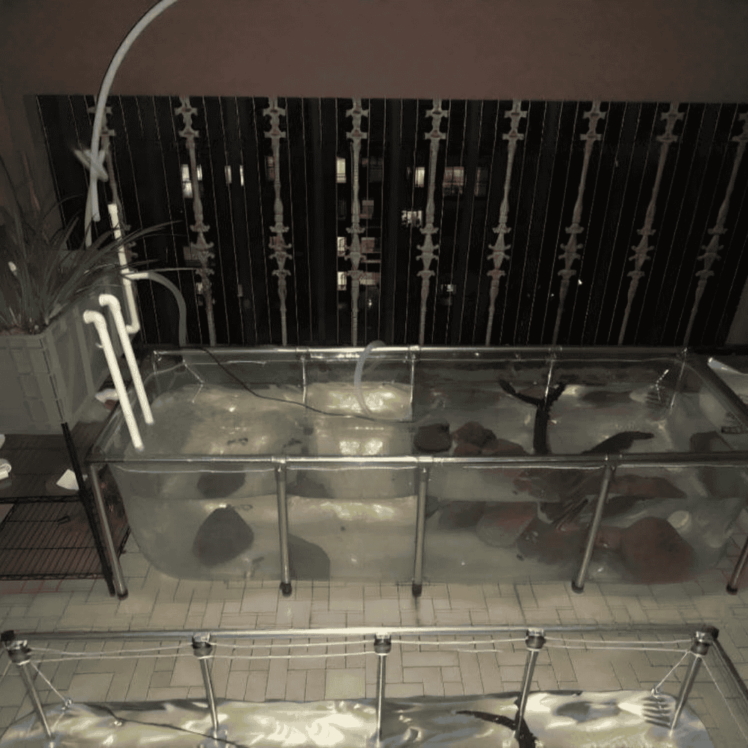 1100 Gallon Clear Sides Koi Tank – Large Aquarium for Aquaculture (118.1in × 78.7in × 27.6in)