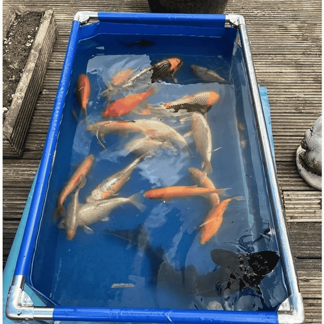 75 Gallon Heavy-Duty Fish Breeding Tank – Large Aquarium for Aquaculture (39.4in × 31.5in × 13.8in)