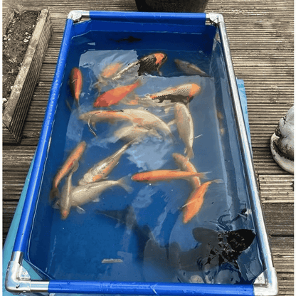 75 Gallon Heavy-Duty Fish Breeding Tank – Large Aquarium for Aquaculture (39.4in × 31.5in × 13.8in)