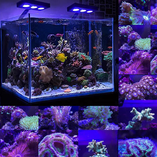 Water Knight M5 Coral LED Light
