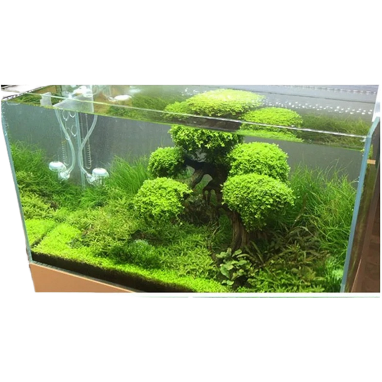 Nutrient Rich Substrate Soil for Healthy Aquarium Plants