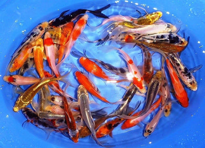 12pcs Set Live Japanese Koi Fish For Sale 4 - 5 Inches