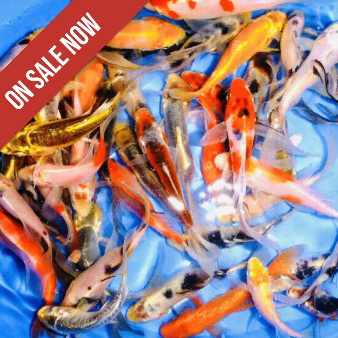 12pcs Set Live Japanese Koi Fish For Sale 4 - 5 Inches