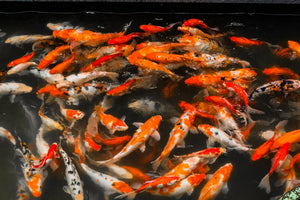 11pcs Set Live Japanese Koi Fish For Sale 2 - 4 Inches