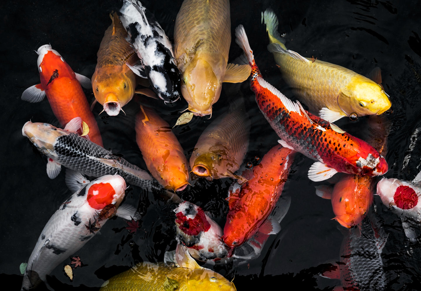 12pcs Set Live Japanese Koi Fish For Sale 4 - 5 Inches