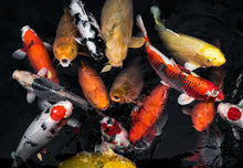 Load image into Gallery viewer, 11pcs Set Live Japanese Koi Fish For Sale 2 - 4 Inches
