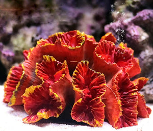 Resin Artificial Aquarium Fish Tank Decoration Fox Coral