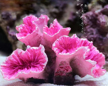 Load image into Gallery viewer, Resin Artificial Aquarium Fish Tank Decoration Fox Coral
