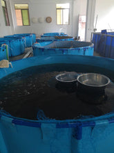 Load image into Gallery viewer, 180-300 Gallons Round Aquaculture Aquaponic Breeding Fish Farms Aquarium Pond Fish Tank
