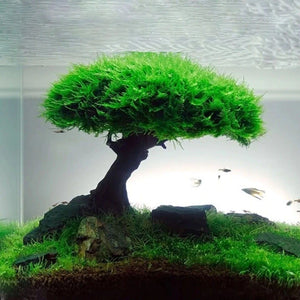 Aquarium Aquascaping Wood Plant Feshwaster Bonsai Driftwood